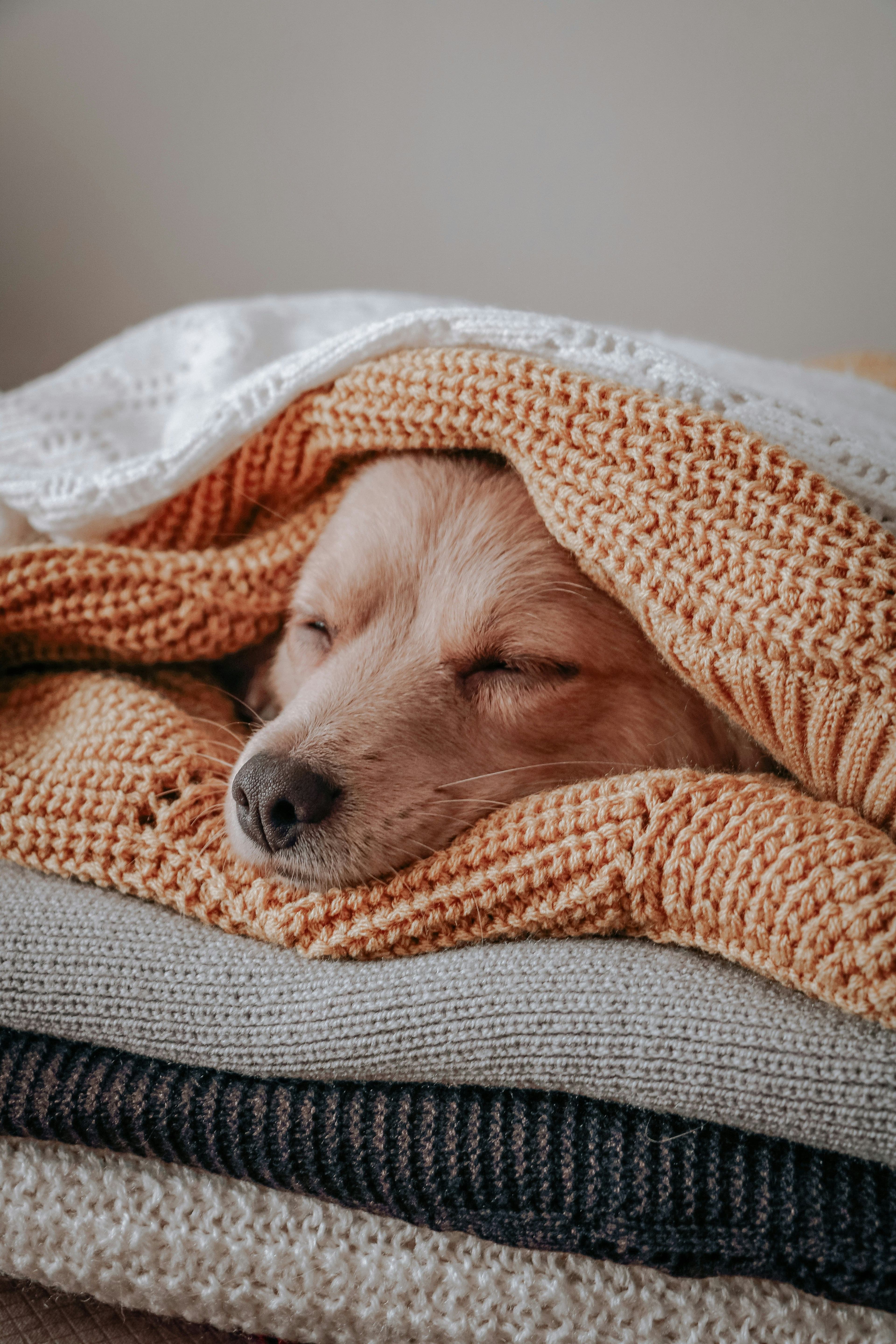 A puppy enjoying layers of natural fibers